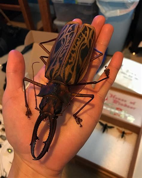 kumbang terbesar di dunia